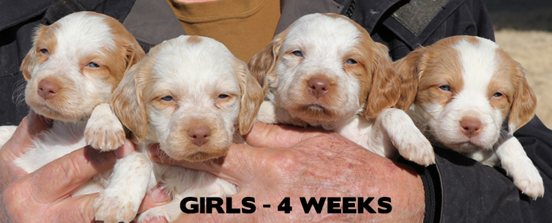 roan brittany puppies